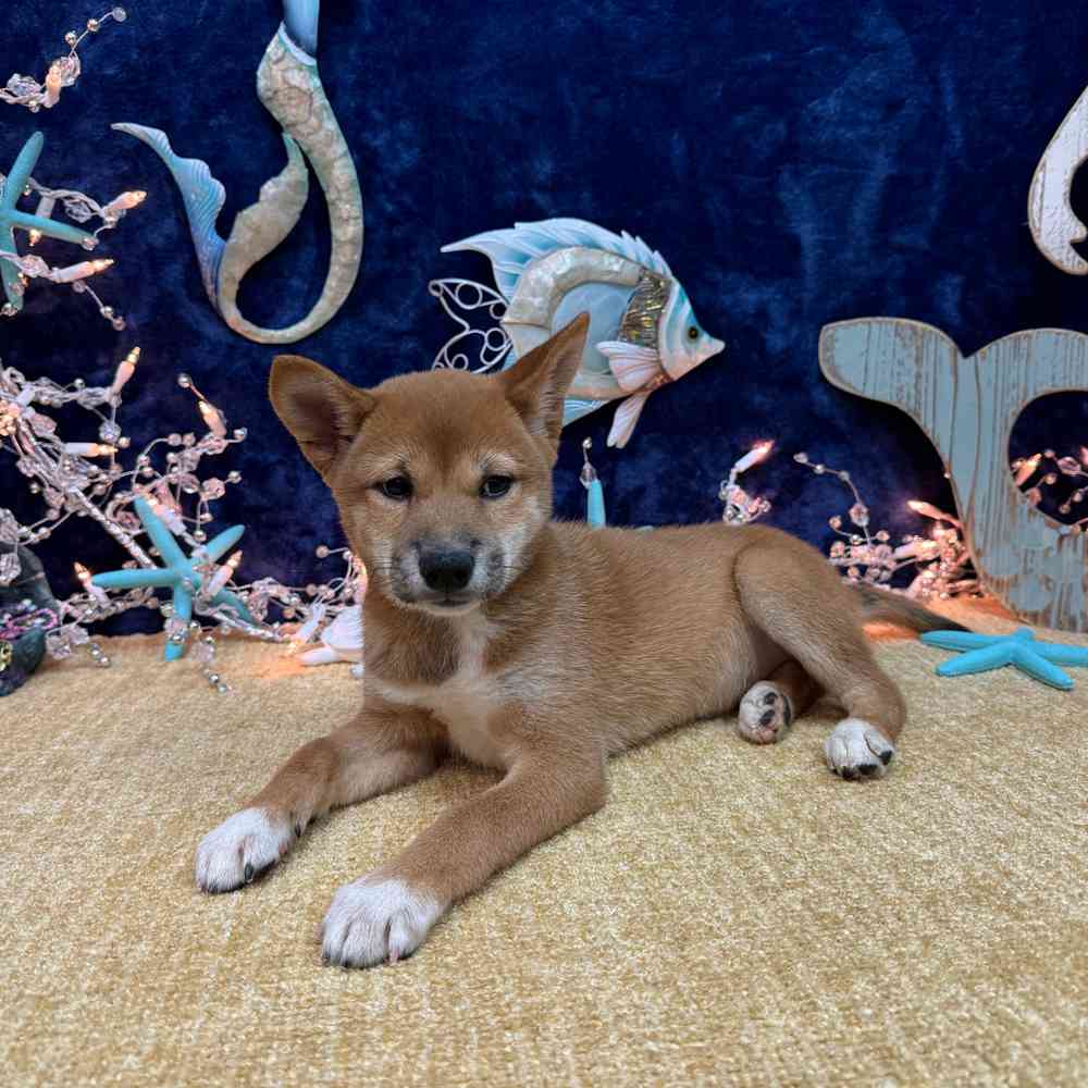carousel pet images