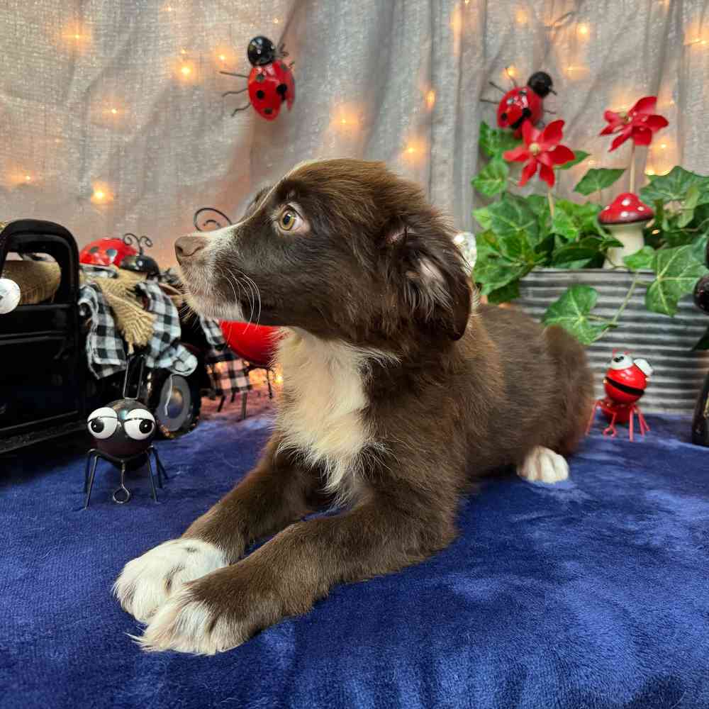 carousel pet images