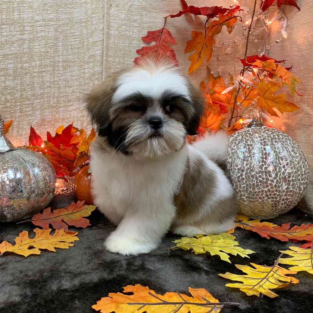 carousel pet images
