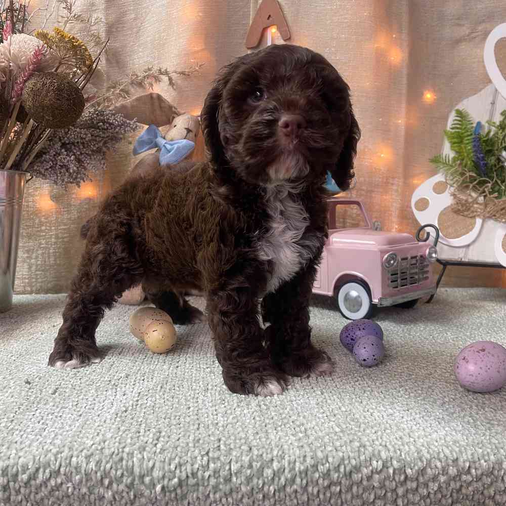 carousel pet images