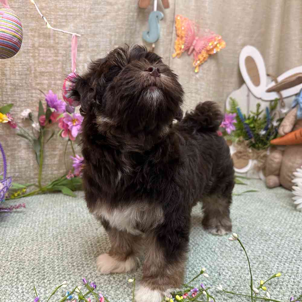 carousel pet images