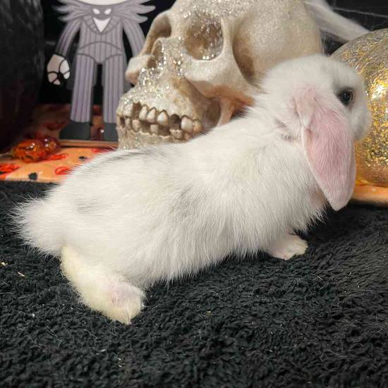 Holland Lop