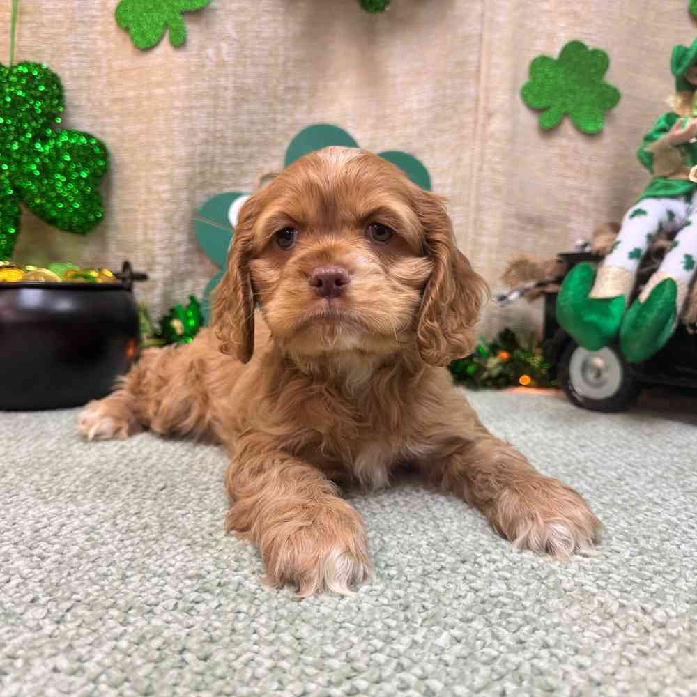 carousel pet images