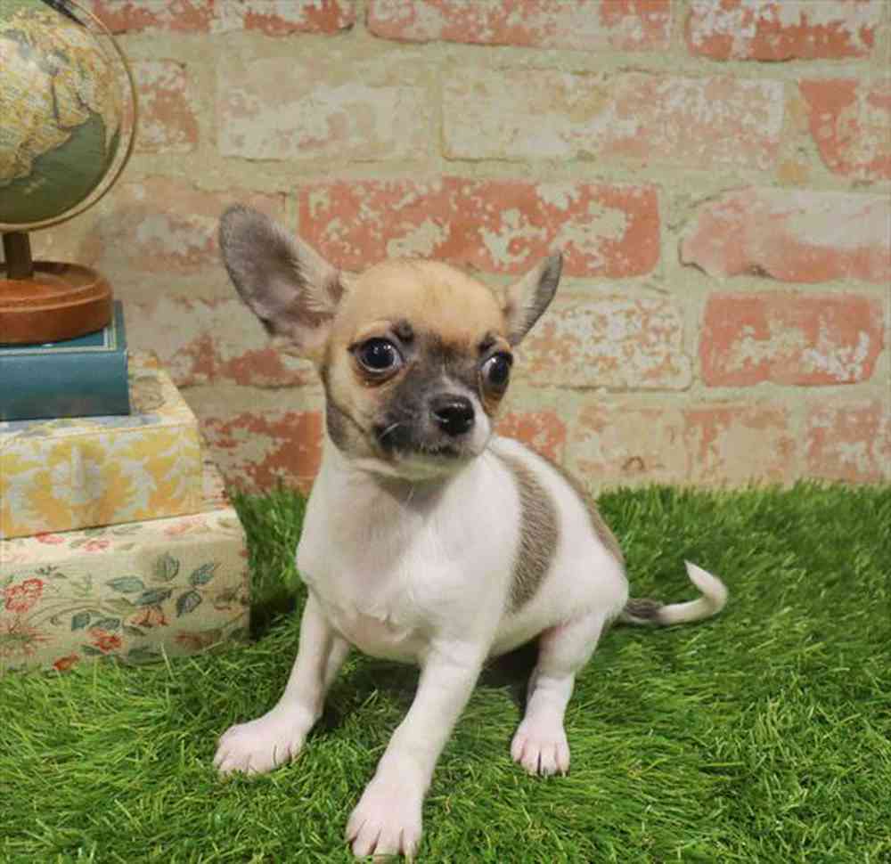 carousel pet images