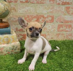 Chihuahua