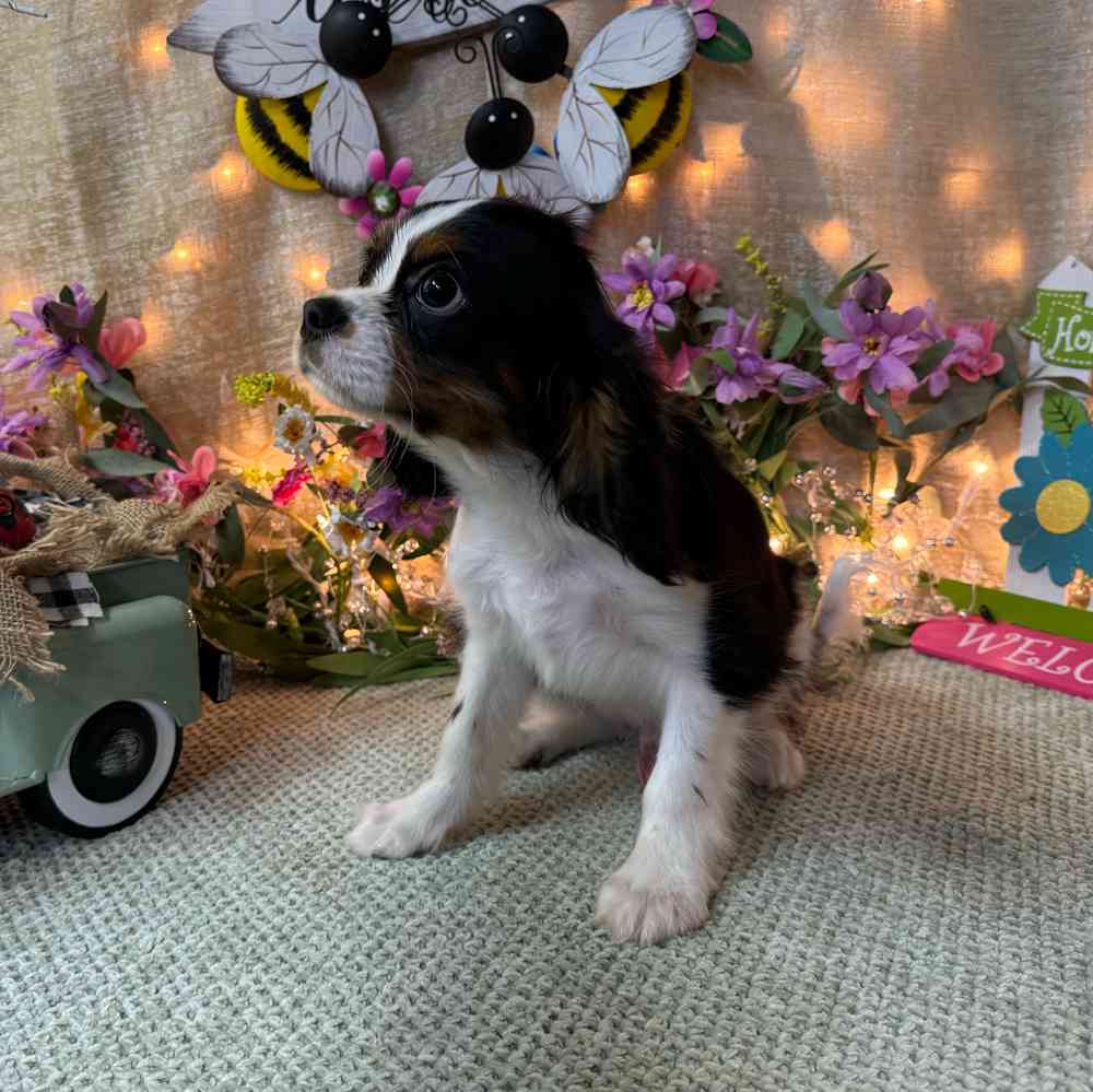 carousel pet images