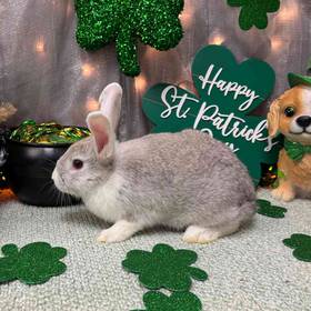 Holland Lop Mini Rex Mix