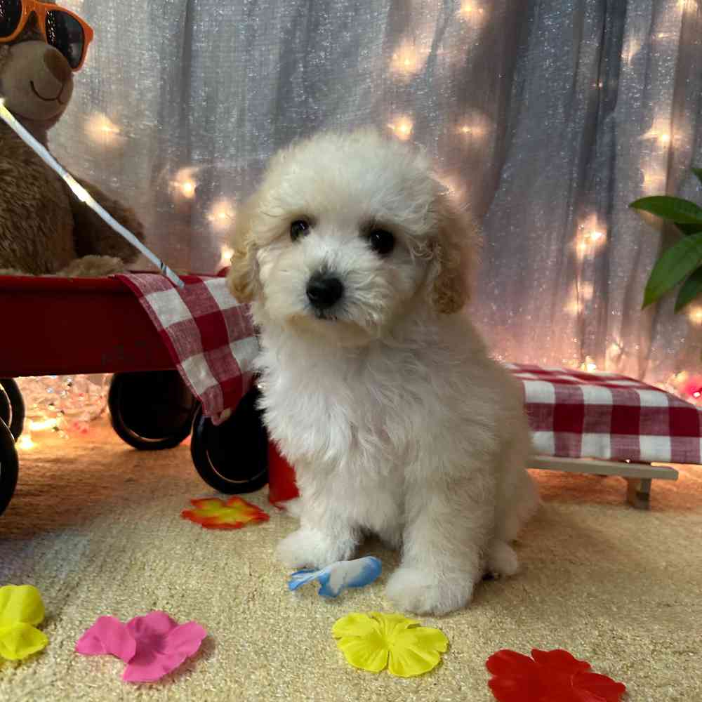 carousel pet images