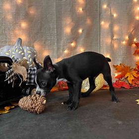 Boston Terrier