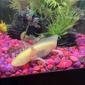 Axolotl
