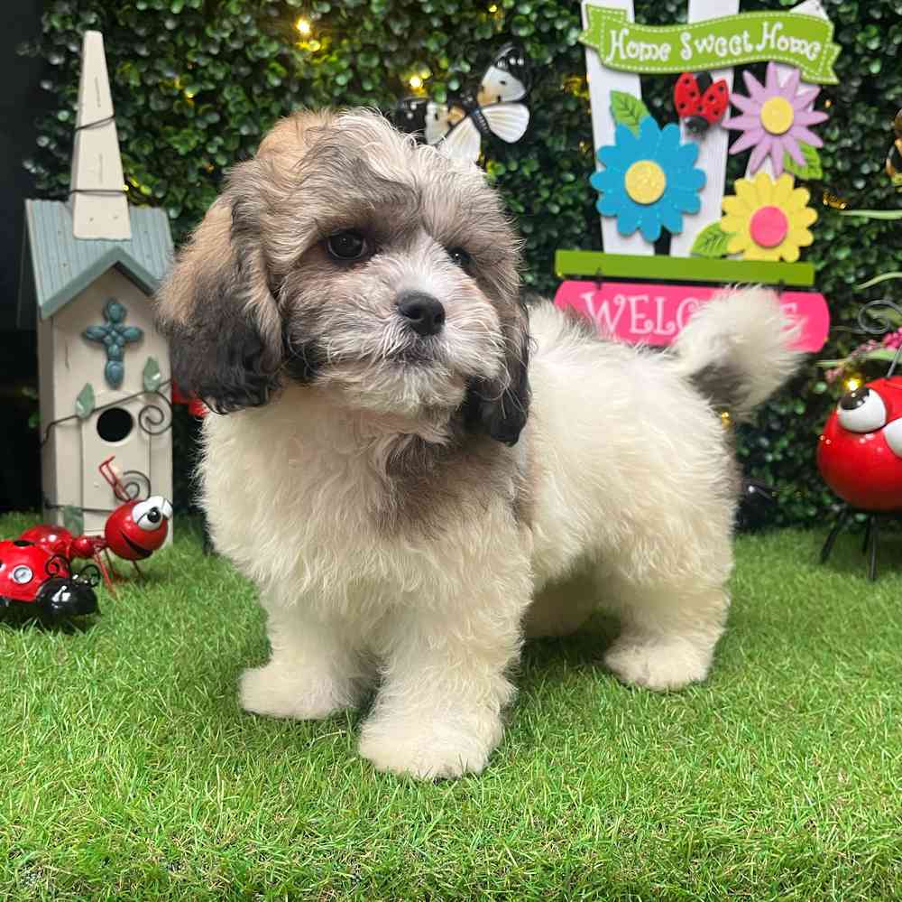 carousel pet images