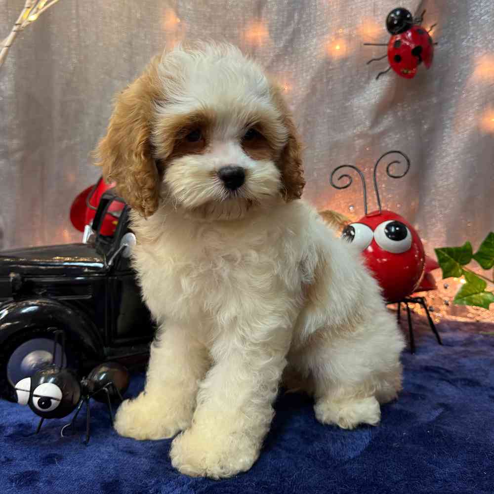 carousel pet images