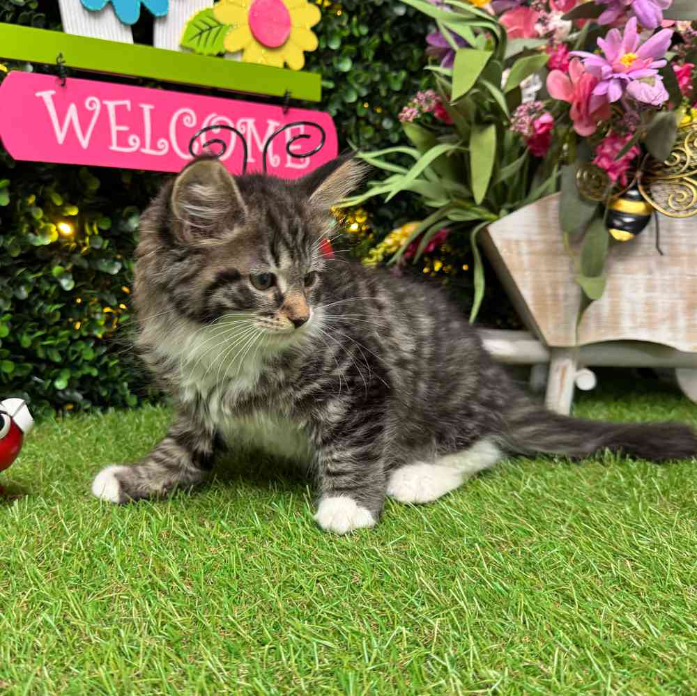 carousel pet images