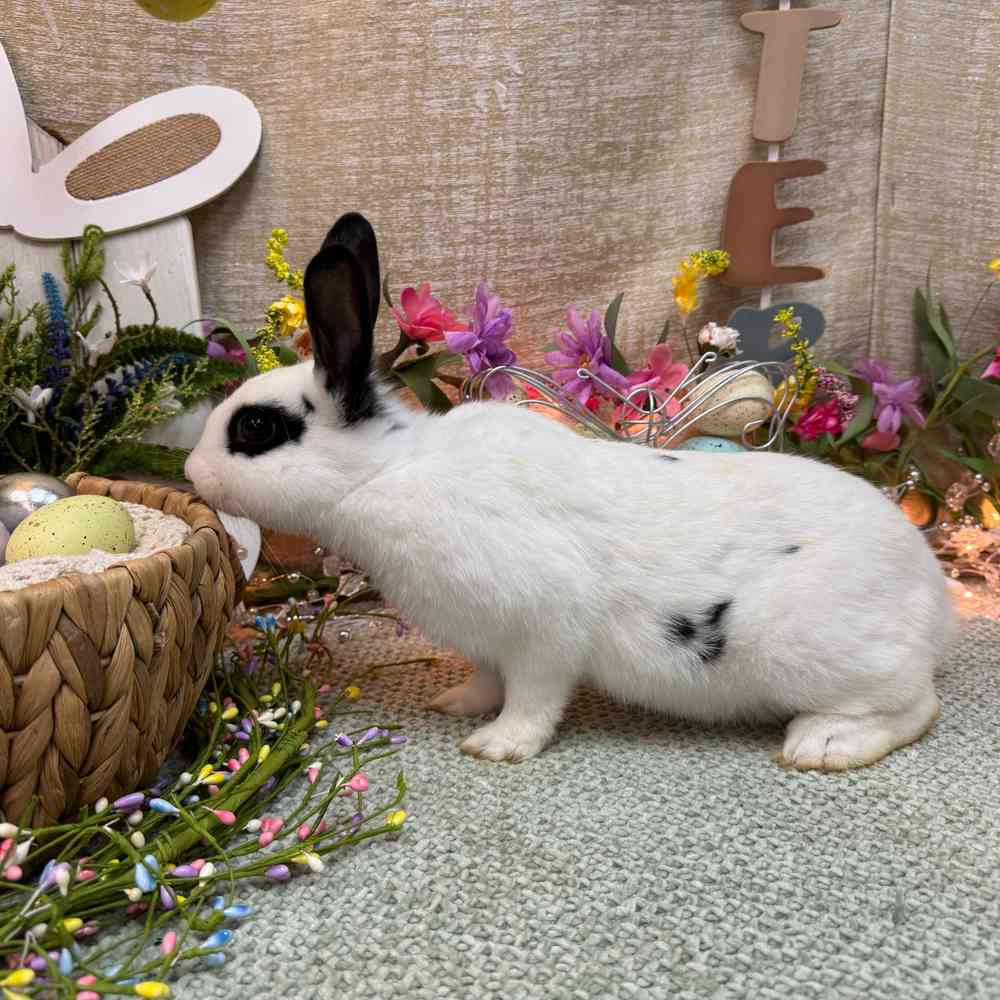 carousel pet images