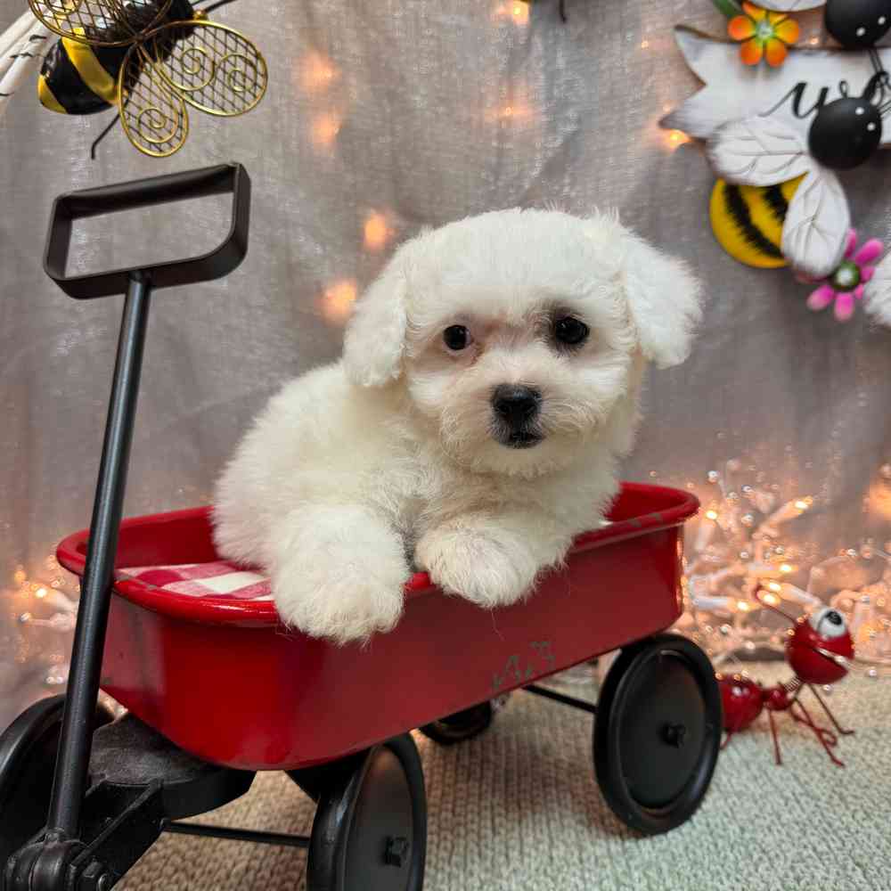 Image of a pet breed in the gallery