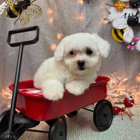 Bichon