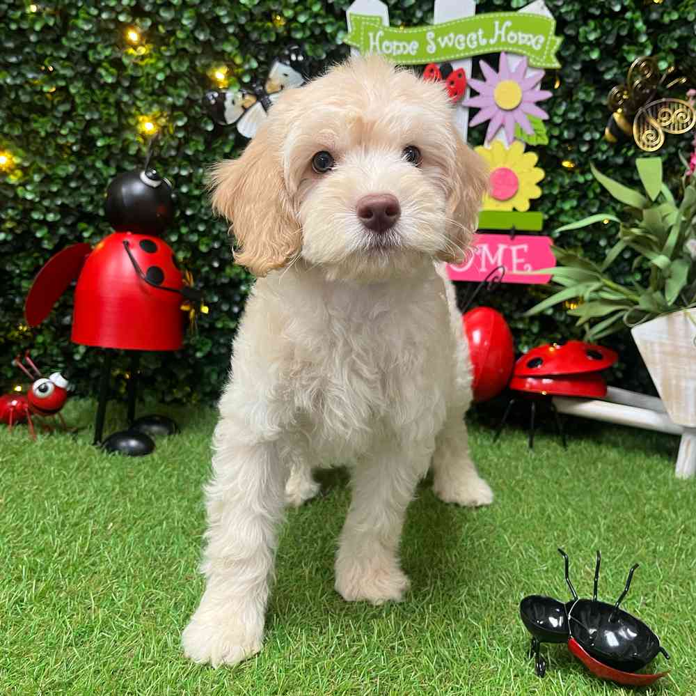 carousel pet images