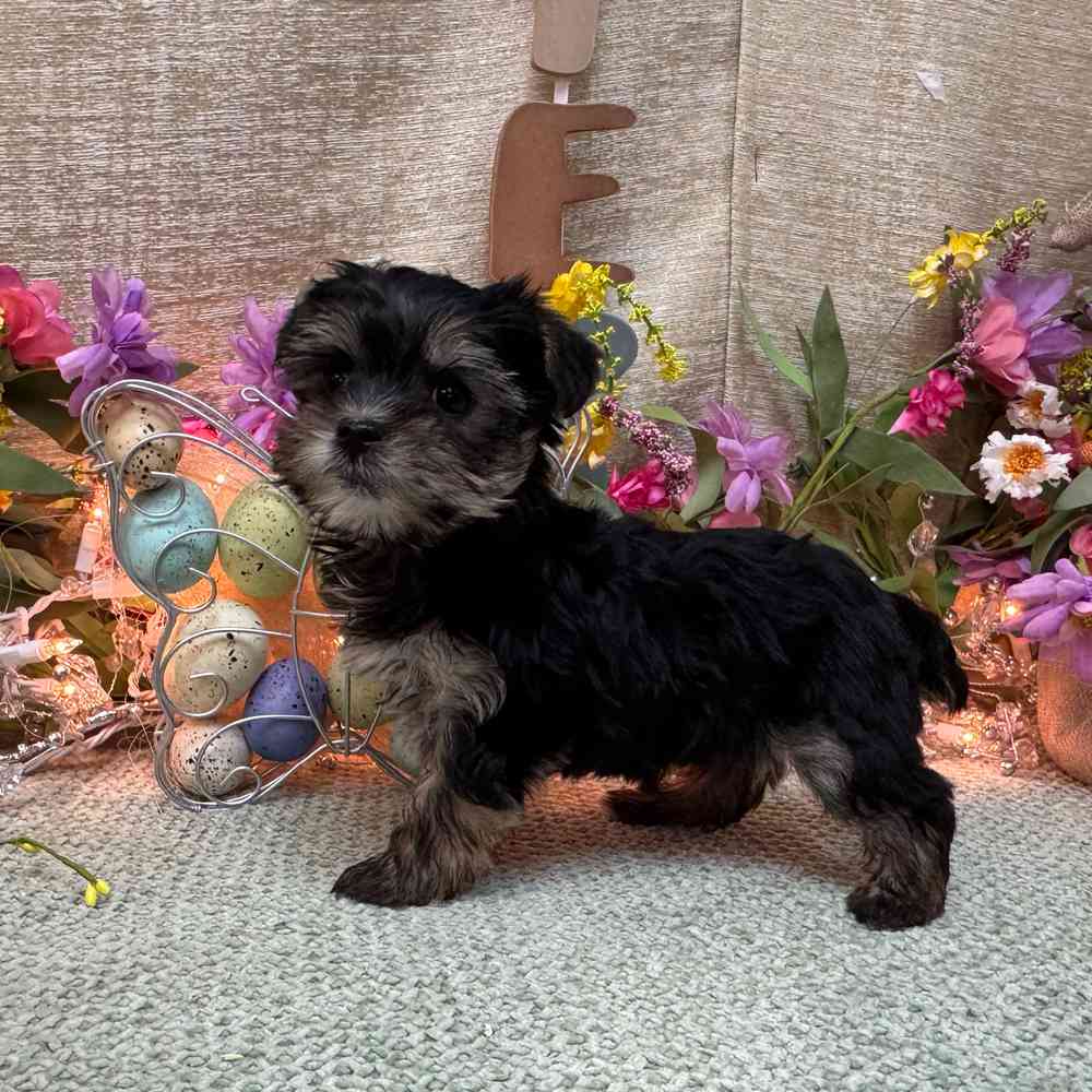 Image of a pet breed in the gallery