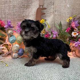 Yorkie-Poo