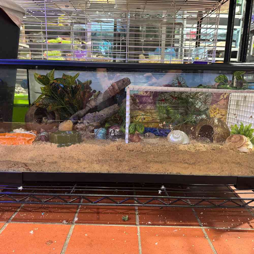 carousel pet images