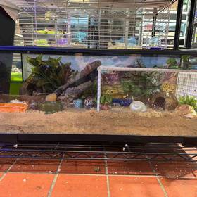Hermit Crabs