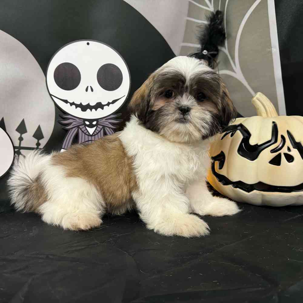 carousel pet images