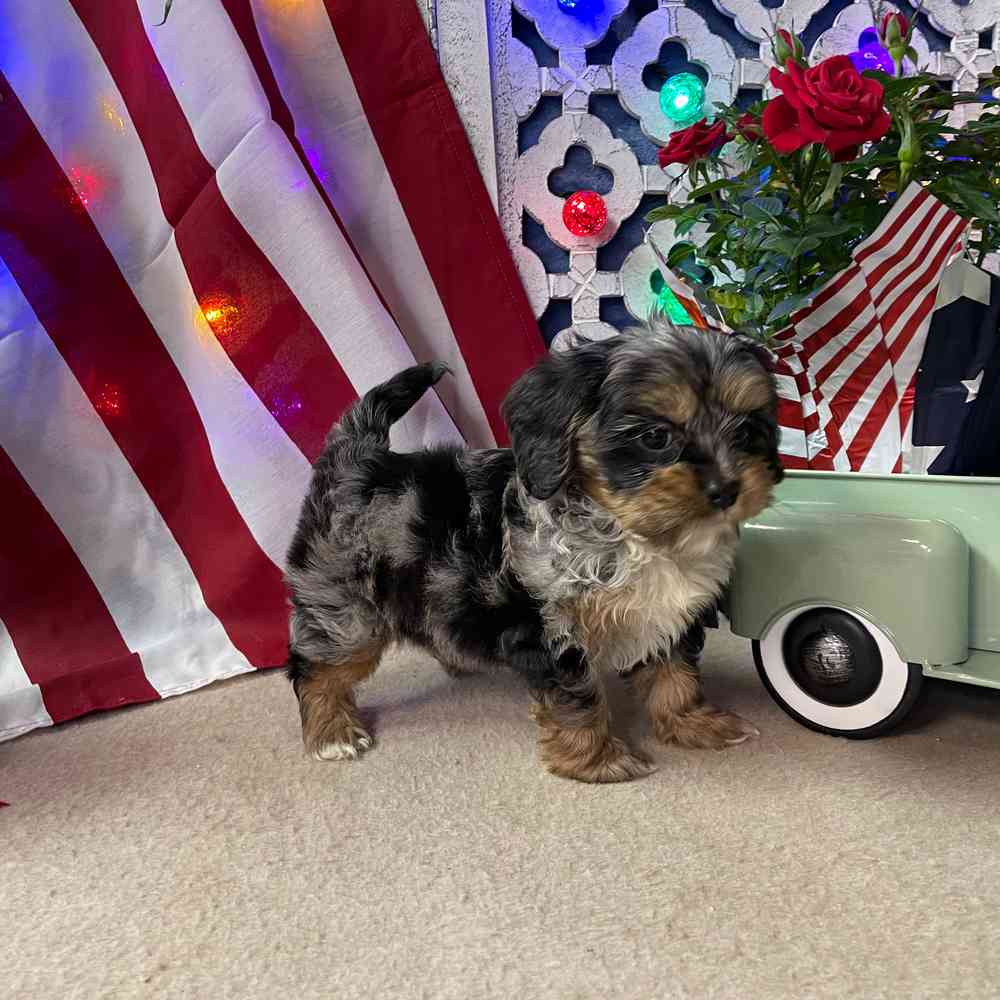 carousel pet images