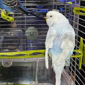Parakeet