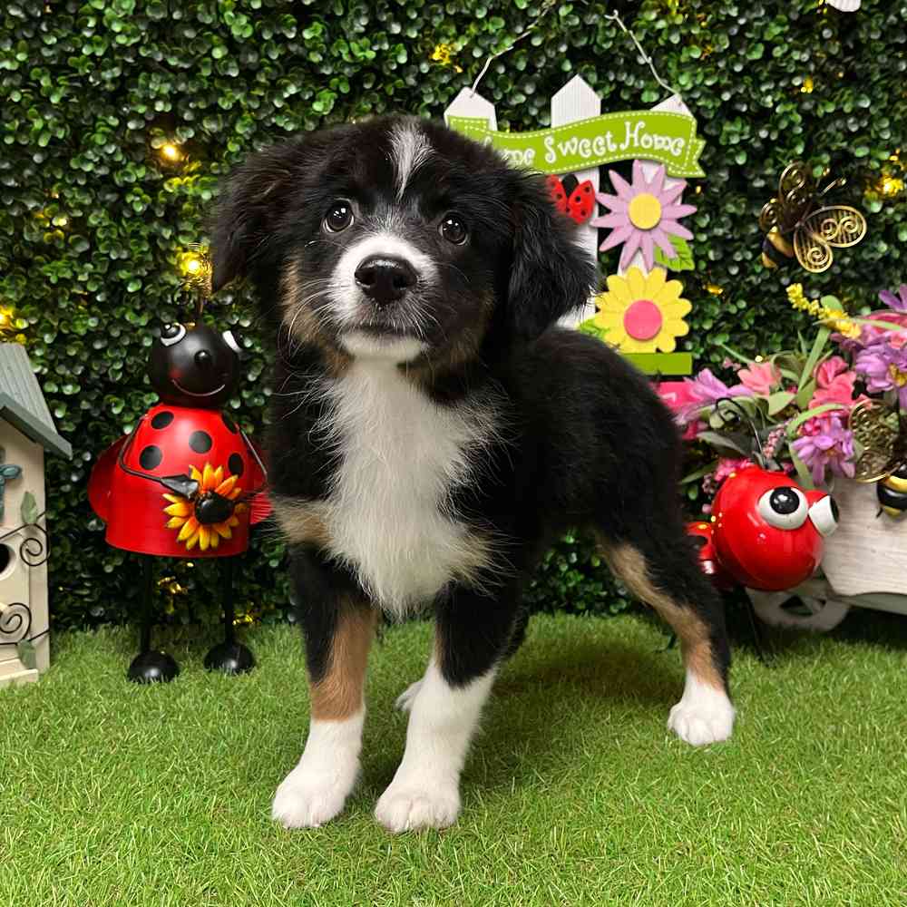 carousel pet images