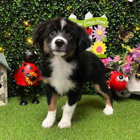 Mini Australian Sheperd