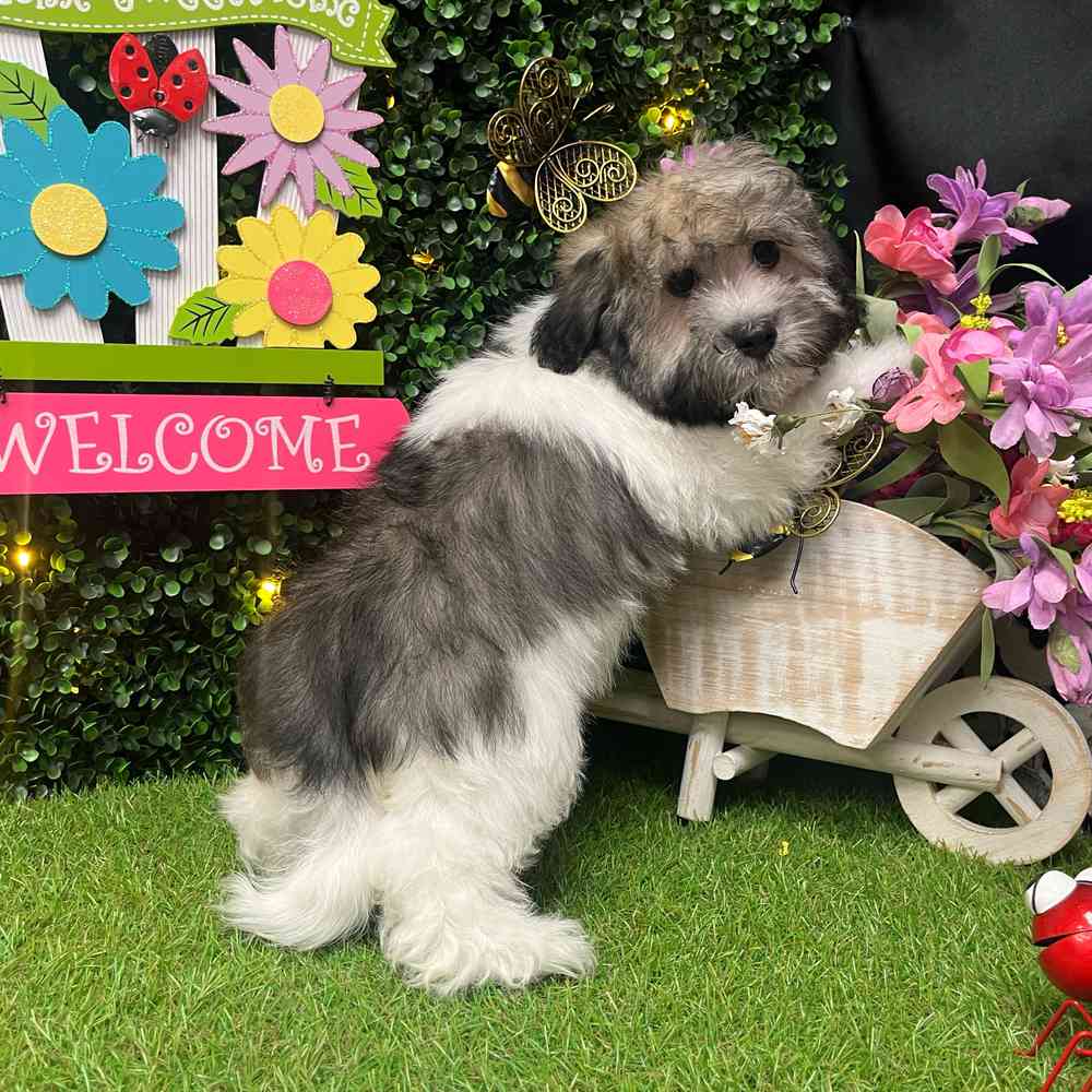 carousel pet images