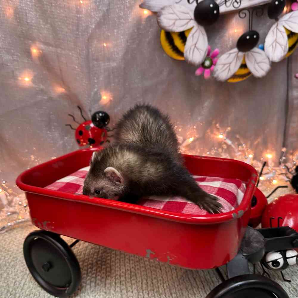 carousel pet images