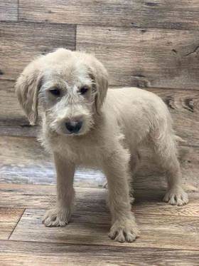 Labradoodle