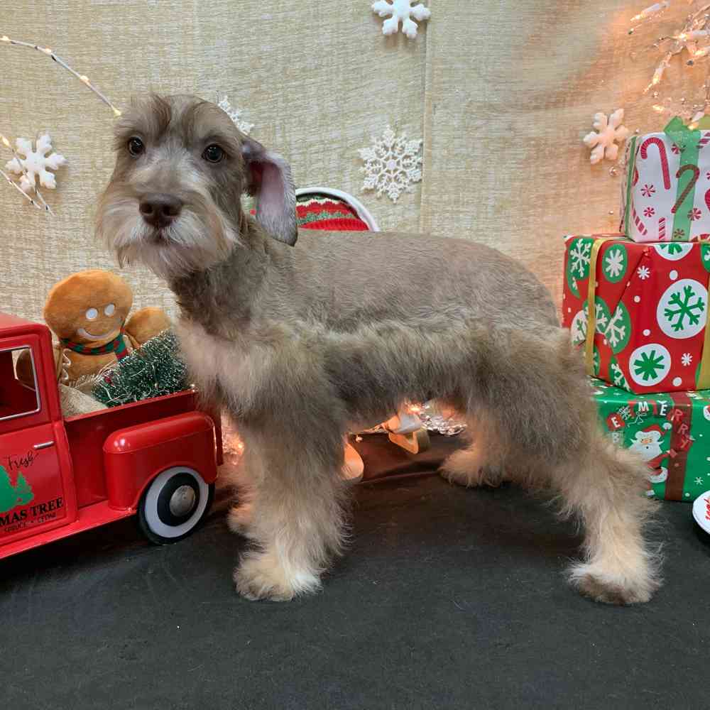 carousel pet images