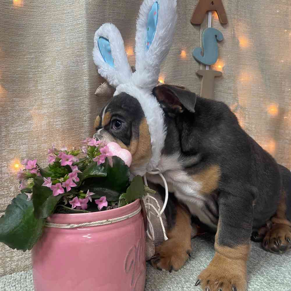carousel pet images