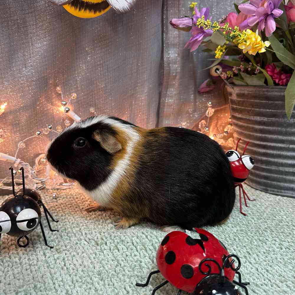 carousel pet images