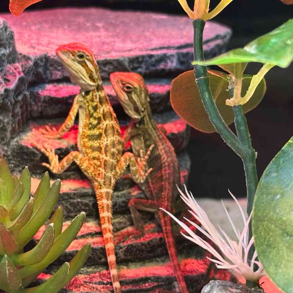 carousel pet images