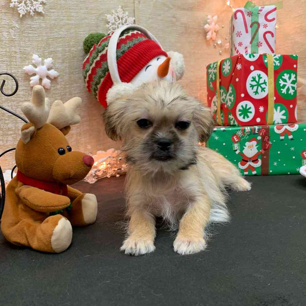 carousel pet images