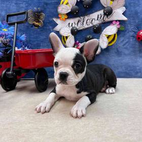Frenchton