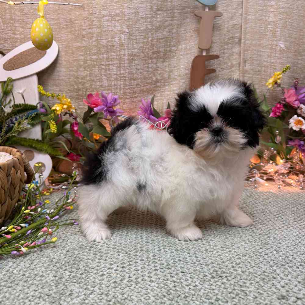 carousel pet images