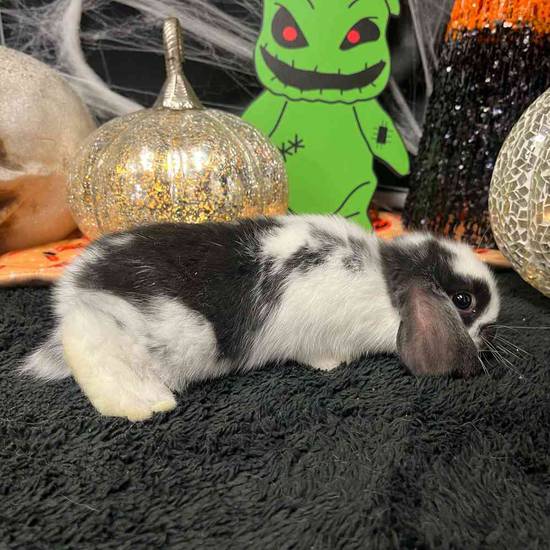 Holland Lop