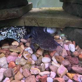 Axolotl