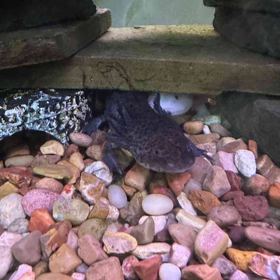 Axolotl