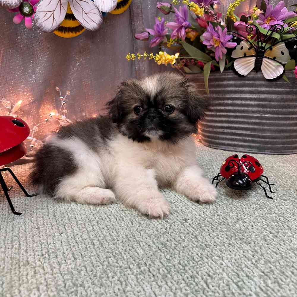 carousel pet images