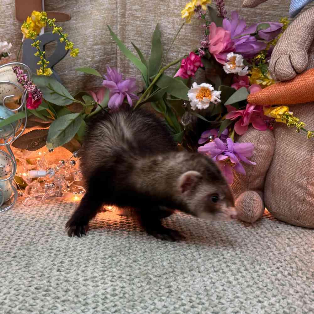carousel pet images