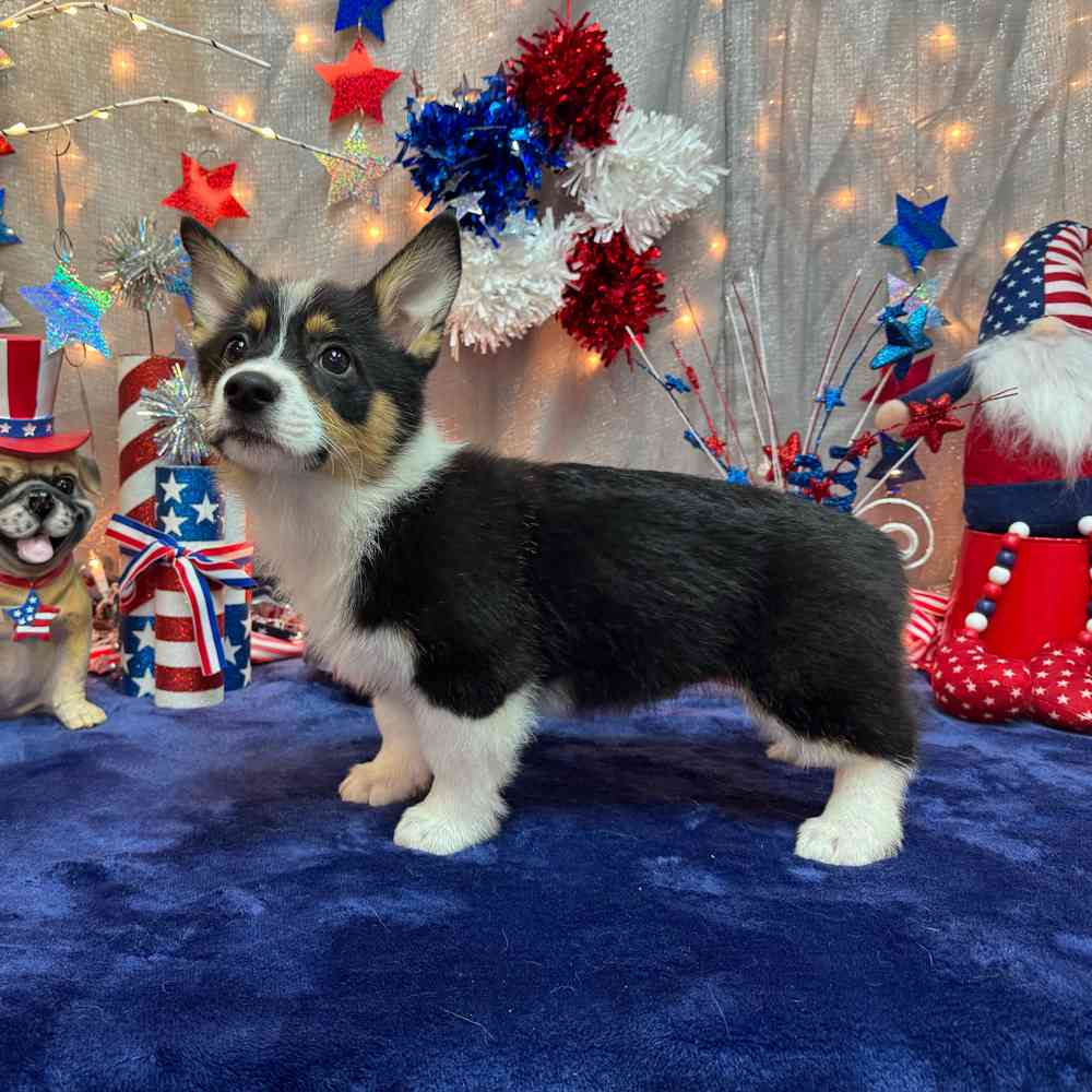 carousel pet images