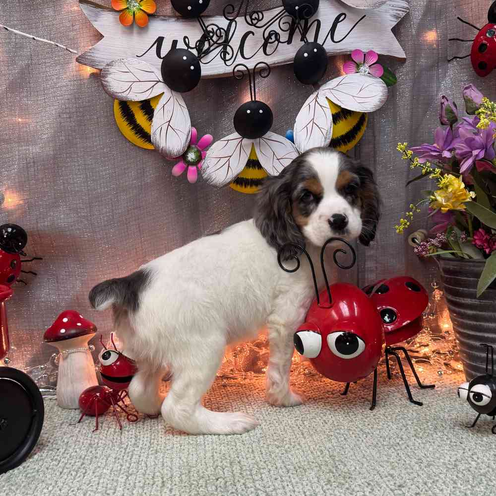 Image of a pet breed in the gallery
