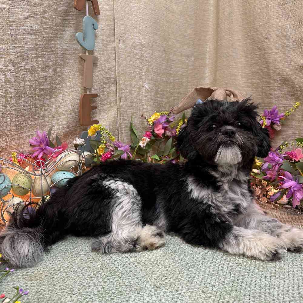 carousel pet images