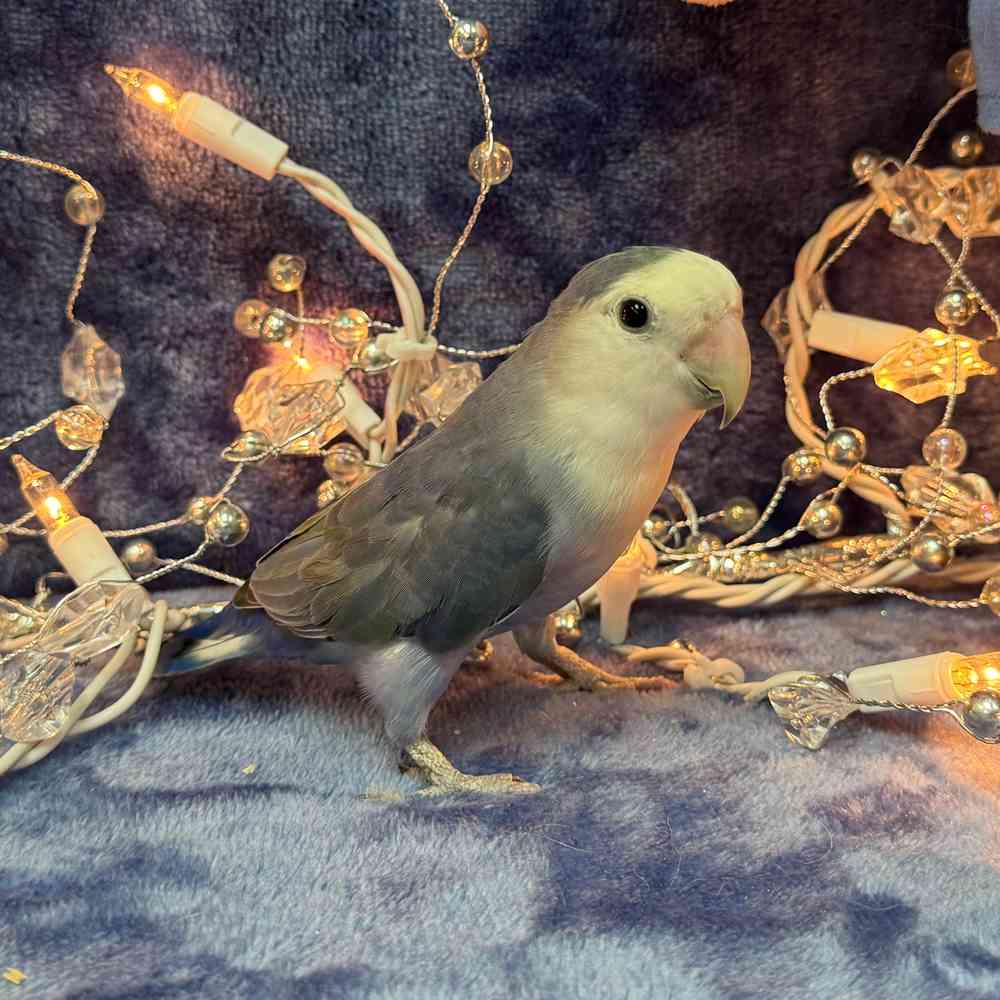 carousel pet images