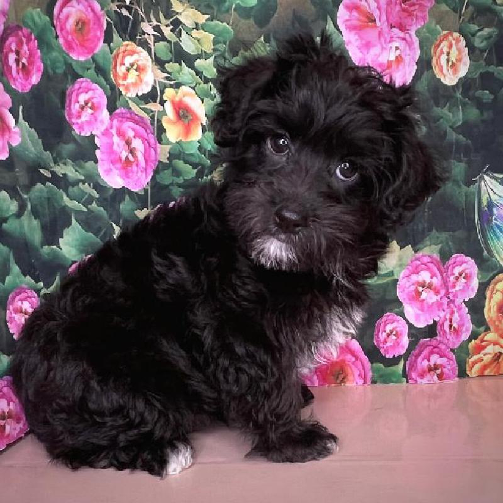carousel pet images